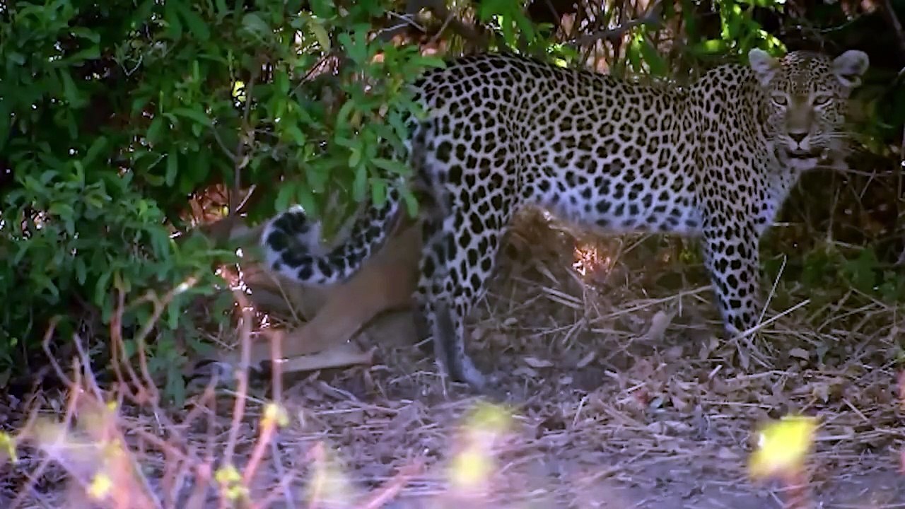 Leopard Teaches a Jackal a Lesson He'll Never Forget - video Dailymotion
