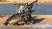 5 batailles pour la proie entre Crocodiles et Lions   Combats d’Animaux