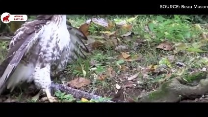 5 moments le Faucon chasse le Serpent   Combats d’Animaux