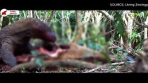 5 scènes de dragon de Komodo mangeant une proie   Combats d’Animaux