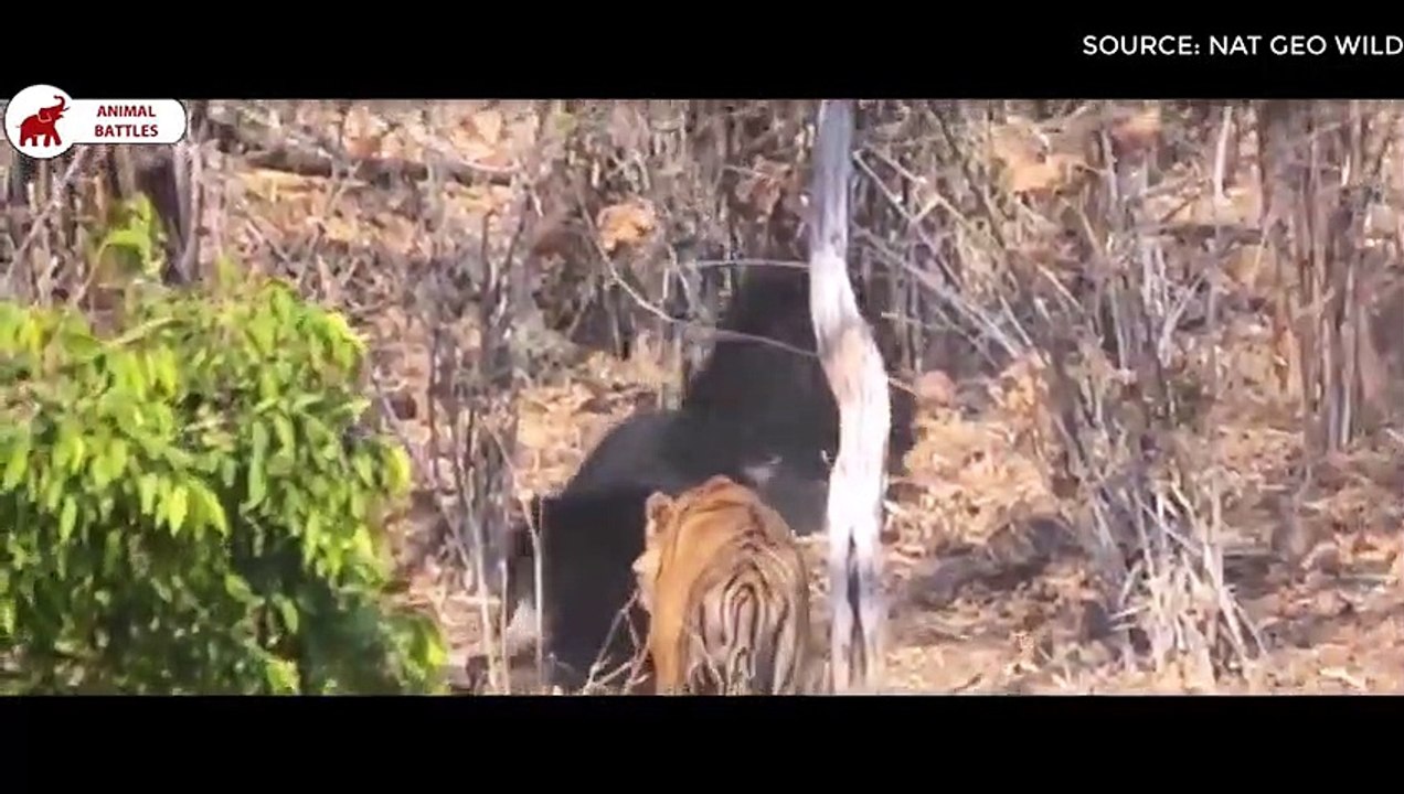 6 Meilleurs Combats De L'ours   Combats d’Animaux