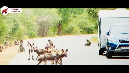 Babouin vs Guépard, Léopard Babouin est si fort et agressif   Combats d’Animaux