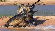 Combats entre Crocodile et Tigre, Lion   Combats d’Animaux