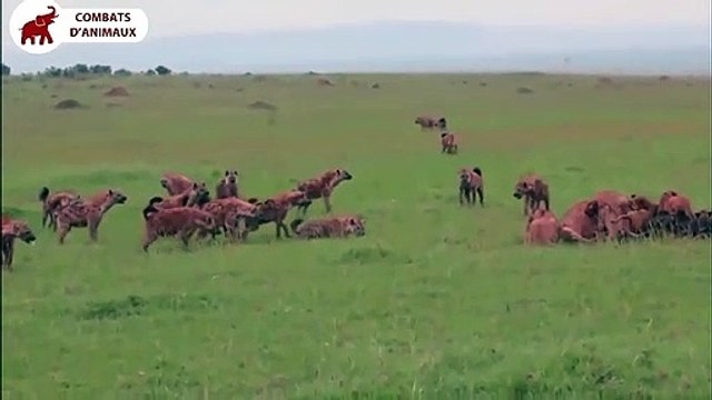 Les lions mâles protègent les lions femelles des hyènes Combats d’Animaux