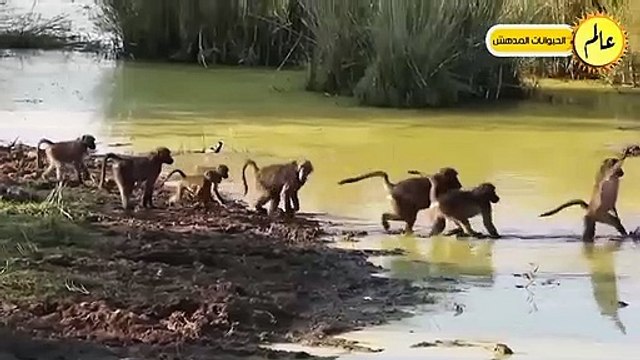 معارك جنونية في عالم الحيوان لو لم تسجلها الكاميرا لما صدقها أحد!!شئ لا يصدق عالم الحيوان