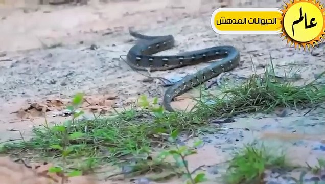 مدهش..أقتربت الأسود من الافعي ولكن ما حدث لم يكن متوقعا!!شئ لا يصدق عالم الحيوان