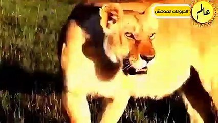 Download Video: مدهش..النسور الجائعة تهاجم الخنزير البري بشكل لا يصدق عالم الحيوان