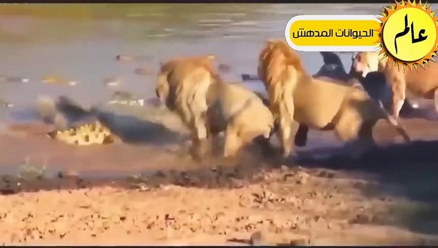 مدهش..معارك جنونية في عالم الحيوان لو لم تسجلها الكاميرا لما صدقها احد!! شئ لا يصدق عالم الحيوان