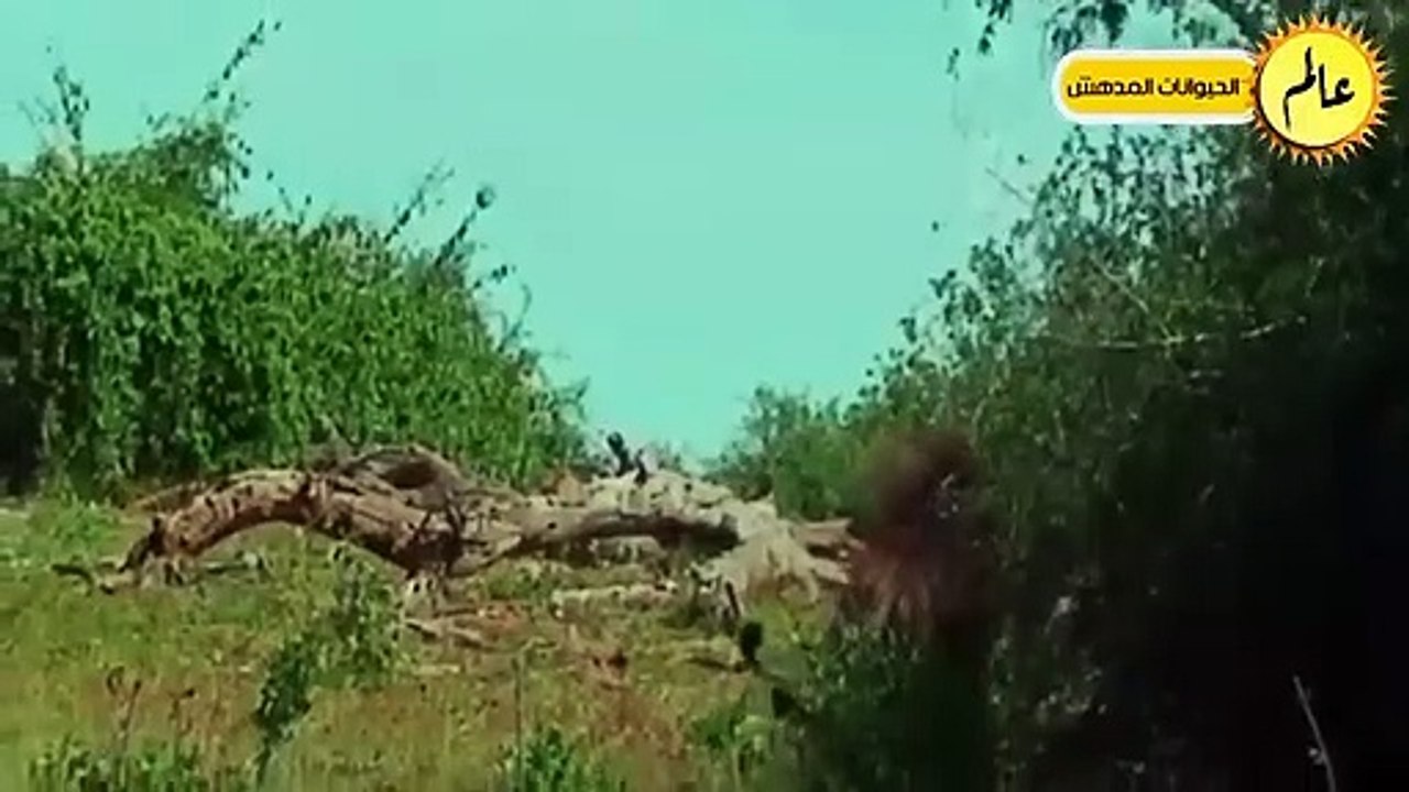 معارك مجنونة ..الاسود الغاضبة لن ترحم الجواميس البرية!!صراع البقاء في عالم الحيوان