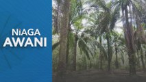 Pasaran niaga hadapan minyak sawit mentah tempatan dijangka meningkat