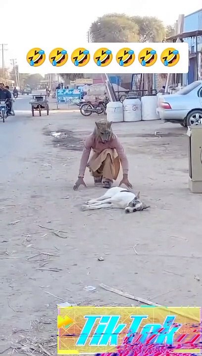 Dog funny prank  very funny video 
