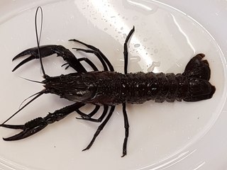 Marron farm, Snug Cove, Gosse Kangaroo Island | May 8, 2023 | Farmonline