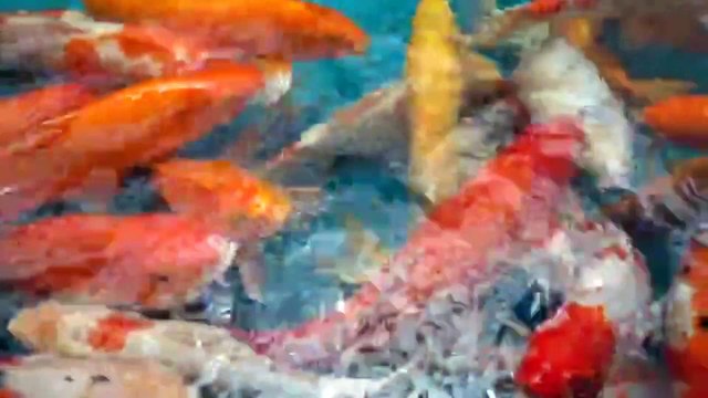 The Deep Blue World: Exploring the Wonders of Ocean Fish