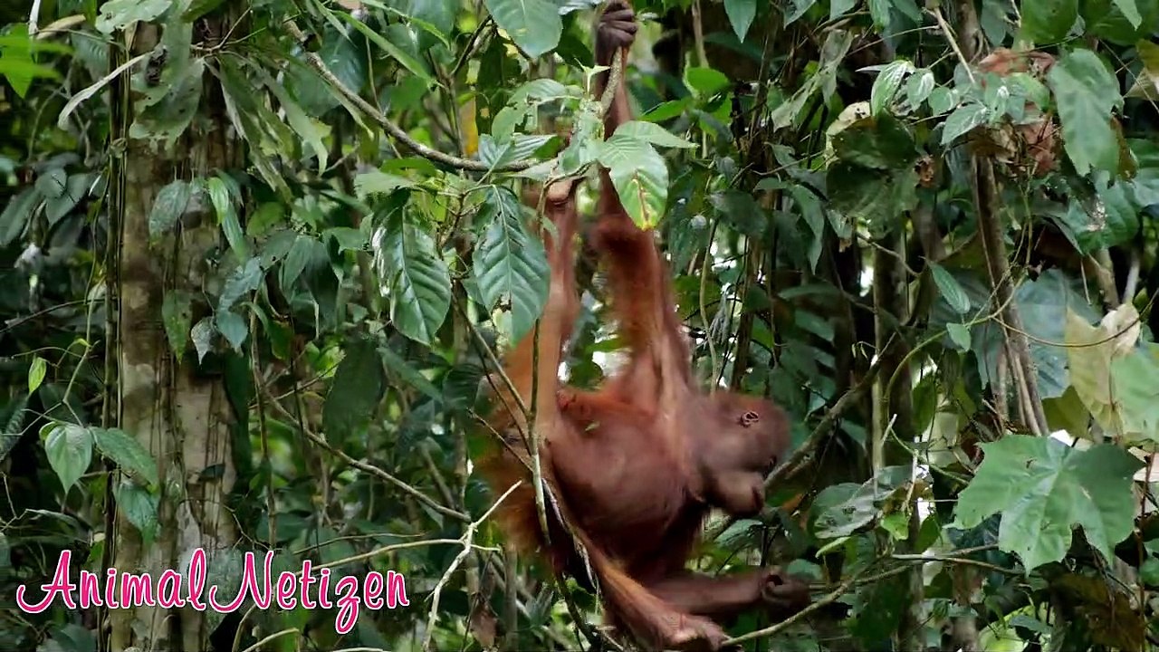 Wild Animals, animal sounds of pandas, red pandas, orangutans and wolves - Unique moments of animals in their habitat