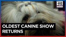 'It's all about the dogs': oldest US canine show comes back to New York City