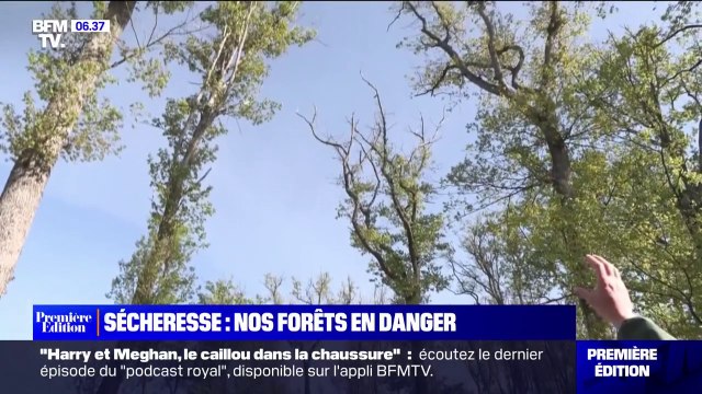 Sécheresse en forêt: des îlots d'avenir avec des espèces d'arbres plus adaptées aux évolutions du climat