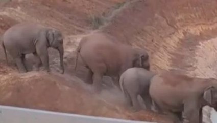 ঝাড়গ্রাম:অসহ্য গরমে হামাগুড়ি দিচ্ছে হাতির দল।ভাইরাল ভিডিও..