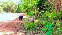 Dog monky fight | monkey vs cat