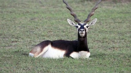 जसवंतगढ़ में काले हिरणों के लिए तैयार हो रहा है ग्रास लैंड