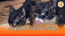 ทำไมกินเลอะแบบนี้อะลูก น้องแมวอีกตัวหันมาเห็นถึงกับช็อตไปเลย
