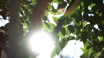 EP.5 Final Classroom: How to Grow Your Own Vegetables 🌱