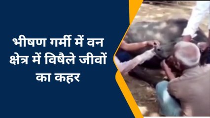 चंदौली: भीषण गर्मी में विषैले जीव बरपा रहे हैं कहर,सर्पदंश से दुधारू भैंस की मौत