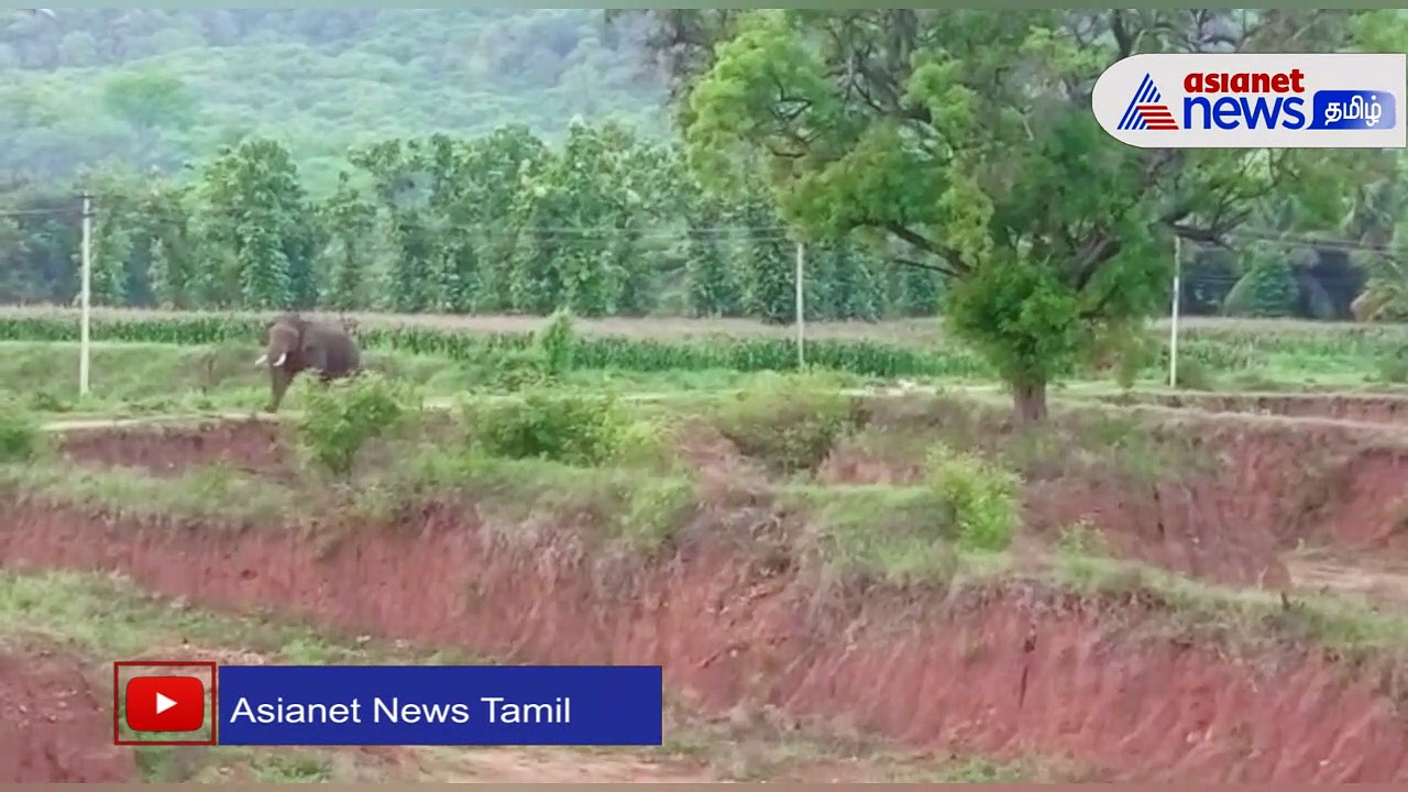 Watch : பழனி அருகே குடியிருப்பு பகுதியில் சுற்றி வரும் ஒற்றை யானை! மக்கள் பீதி!