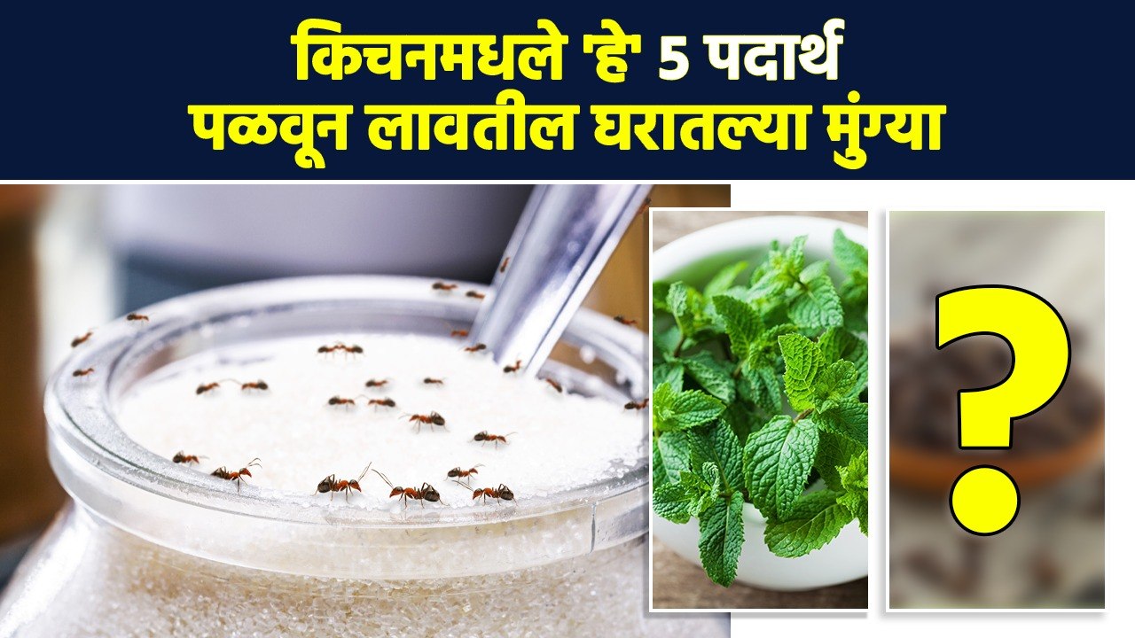 घरात मुंग्या कधीच होणार नाहीत | How to Get Rid of Ants | Natural Ways to Get Rid of Ants | RI3