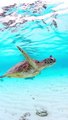 Mesmerizing Views: Turtle Swimming in the Deep Blue Sea