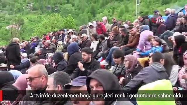 Artvin'de düzenlenen boğa güreşleri renkli görüntülere sahne oldu
