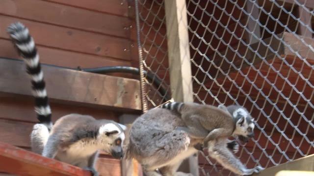 Antalya Büyükşehir Belediyesi Doğal Yaşam Parkı'nda Yeni Yavrular Dünyaya Geldi