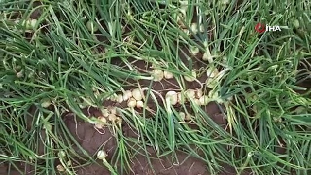 Hasat sonrası soğan fiyatı 7 liraya kadar düşecek