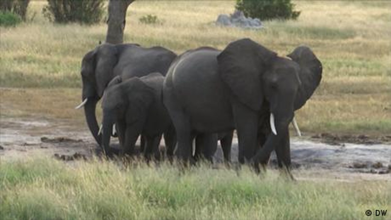 Saving Zimbabwe's elephants