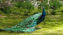 Top most Beautiful birds in the world