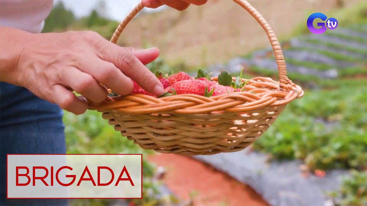 Strawberry picking, puwede na ring gawin sa Bukidnon! | Brigada