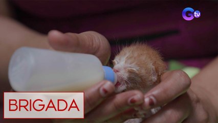 Mag-asawang nag-rescue ng stray cats sa tambakan ng basura, kilalanin! | Brigada