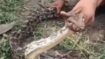 शिकार की ताक में बैठा था 7 फीट लंबा अजगर, लोग सामने आए और तभी...