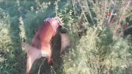 Aksaray'da uyuşturucu operasyonu: 5 gözaltı