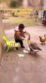Baby Fight With Duck |Babies Funny Moments | Cute Babies | Naughty Babies | Funny Babies #cutebabies
