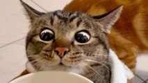 cat in blender video fake or not | cat in the blender | cat viral video - blender kedi olayı