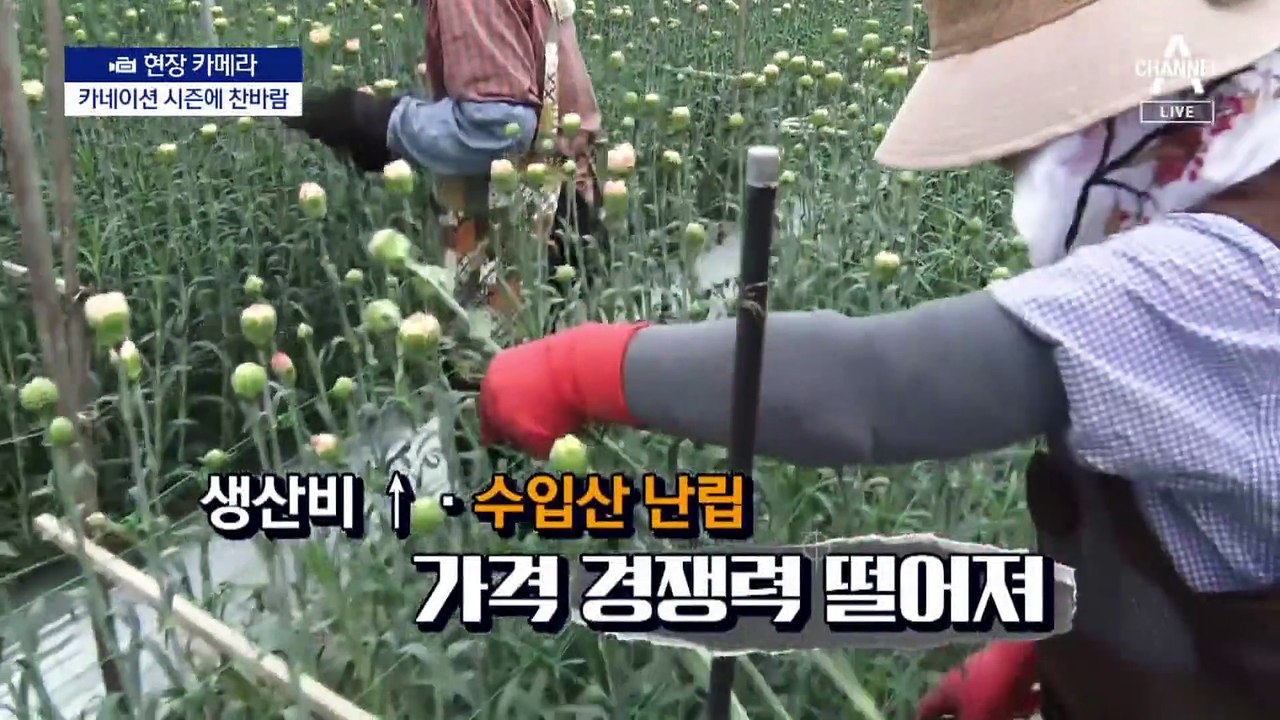 [현장 카메라]‘카네이션의 달’에도 화훼 농가 울상