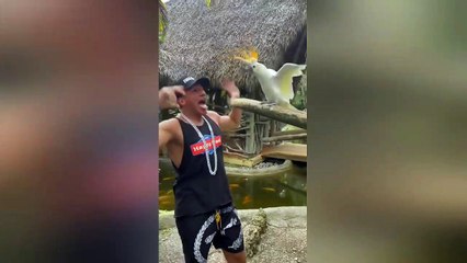 SteveWillDoIt Speaking Bird Language