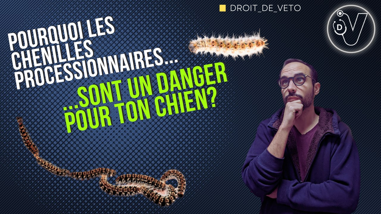 Les chenilles processionnaires sont dangereuses pour ton chien!