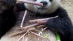 Panda eats bamboo shoots with one hand