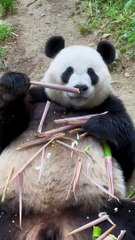 Panda eats bamboo shoots with one hand
