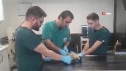 Dünyanın en hızlı kuşu yaralı bulundu