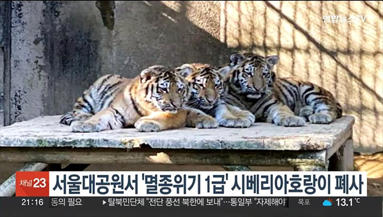 서울대공원서 '멸종위기 1급' 시베리아호랑이 폐사