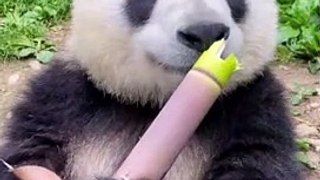 Panda eating bamboo shoots specialist