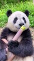 Panda eating bamboo shoots specialist