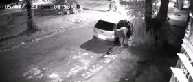 Mulher abandona filhotes de cachorro na rua